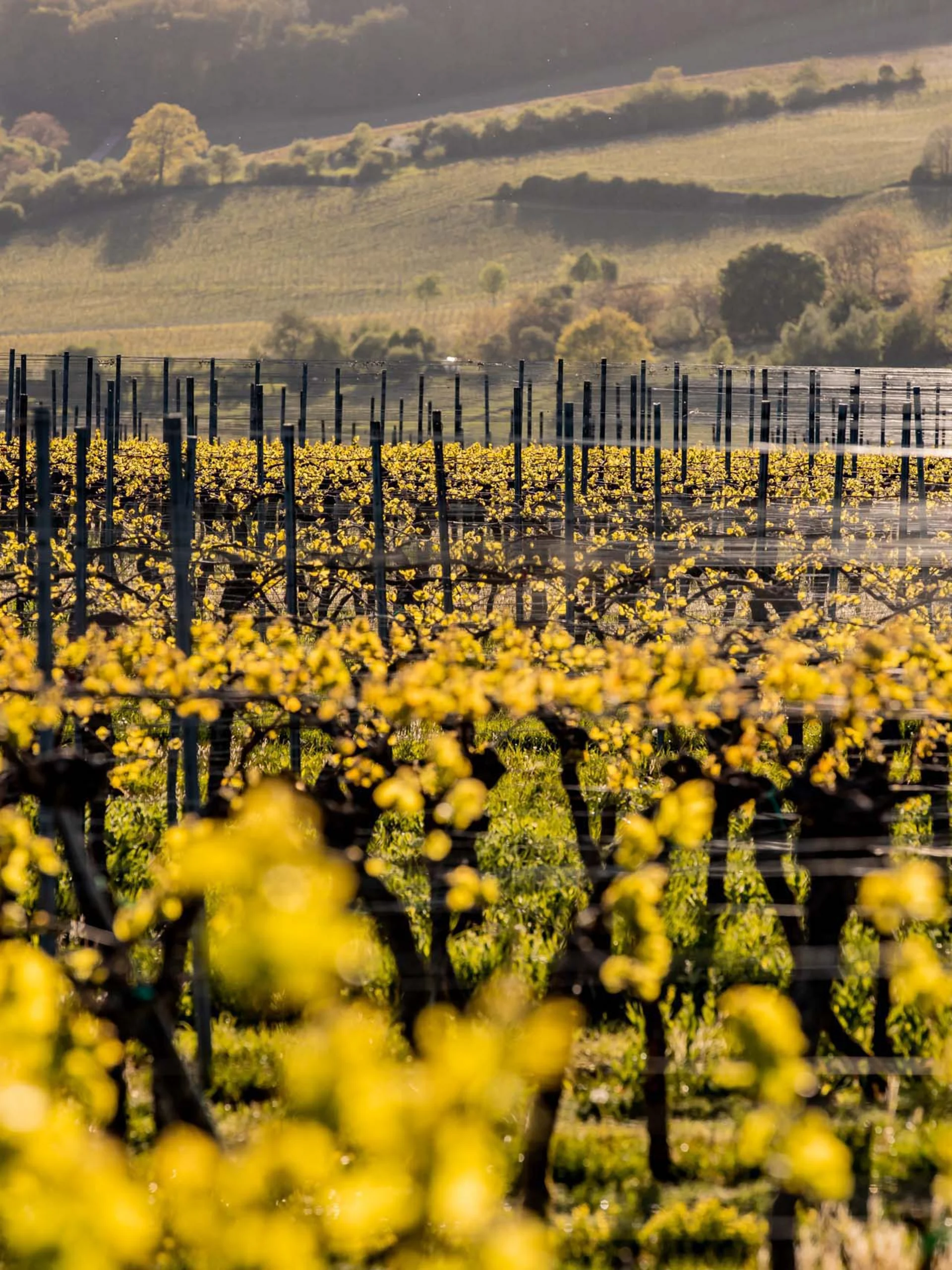 Pfalzblick: your nature hotel in Rhineland-Palatinate Vineyard with leafless vines and yellow leaves in spring