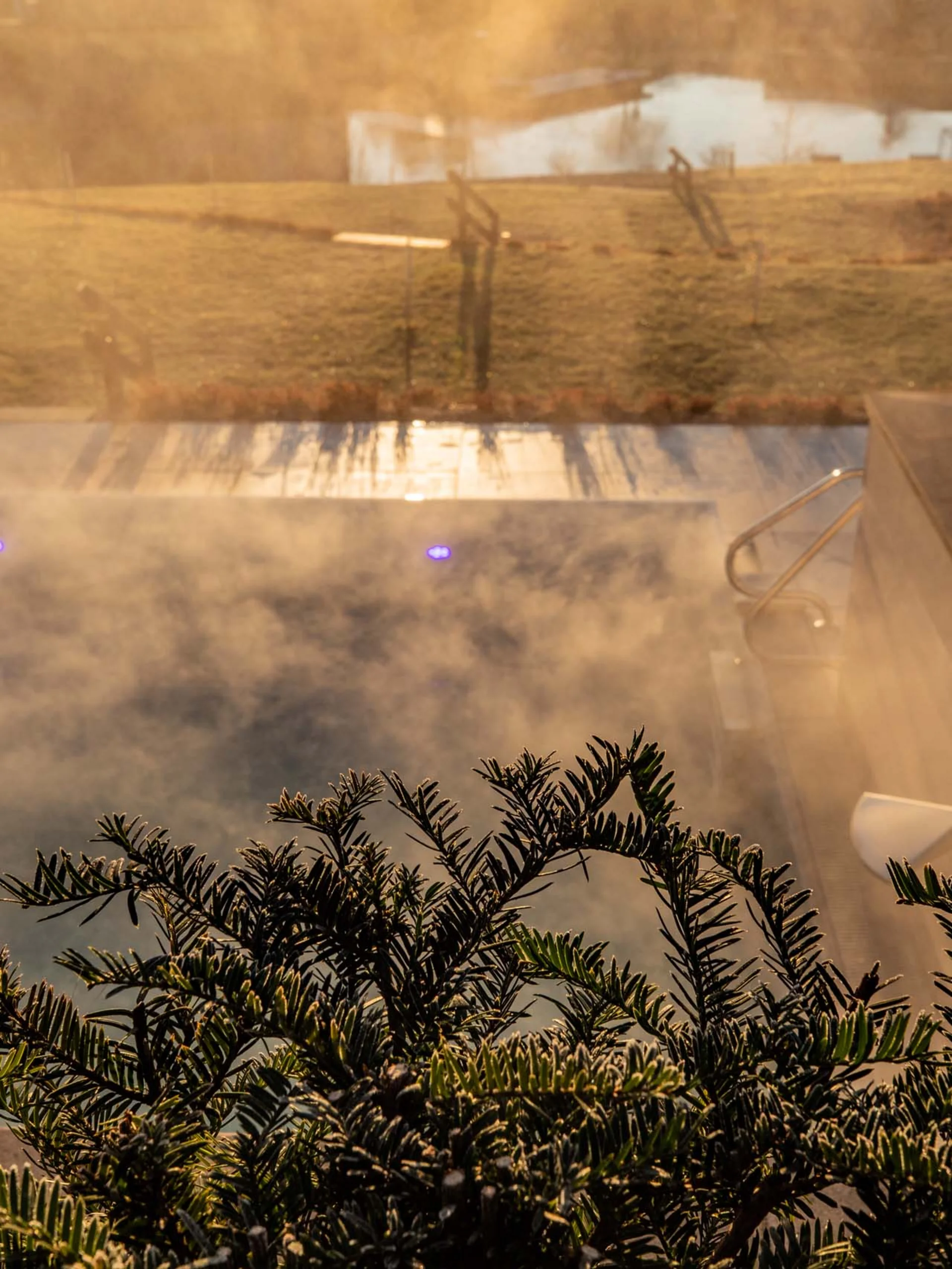 Ihr Hotel im Dahner Felsenland: Pfalzblick Wald Spa Resort Dampfbad mit Pflanzen im Vordergrund und sonnigem Garten im Hintergrund