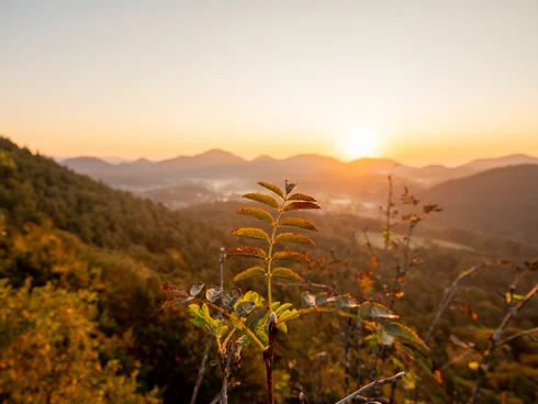 Ihr Hotel im Dahner Felsenland: Pfalzblick Wald Spa Resort Sonnenaufgang über bewaldeten Hügeln mit Pflanzen im Vordergrund