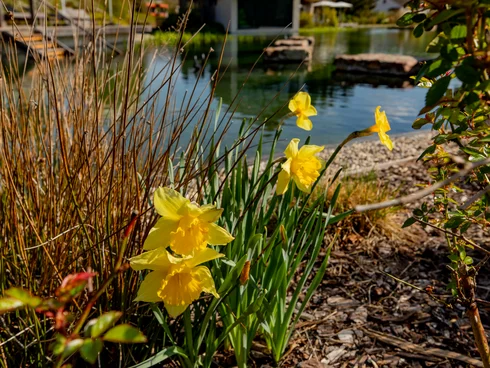 Ihr Hotel im Dahner Felsenland: Pfalzblick Wald Spa Resort Gelbe Narzissen am Teich vor modernem Haus bei sonnigem Himmel