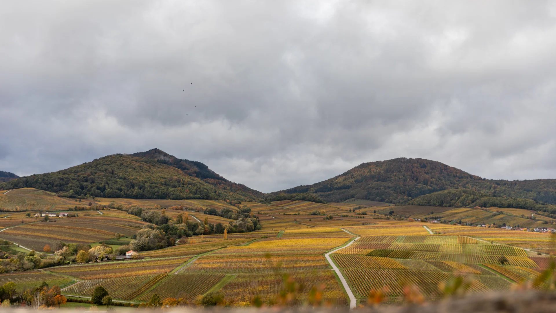 Vacances sur la route des vins dans le Palatinat Paysage automnal de vignobles avec ciel nuageux et collines